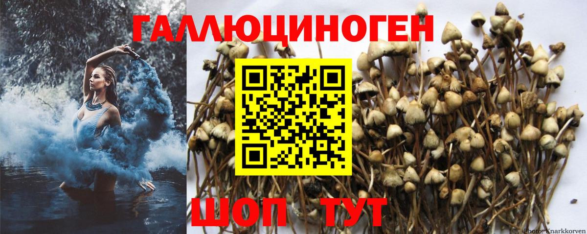 Строитель  Галлюциногенные грибы Cubensis  Вход с VPN 